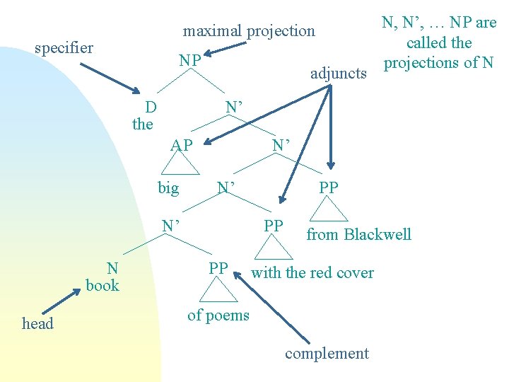 maximal projection specifier NP D the adjuncts N’ AP big N’ N’ N’ N