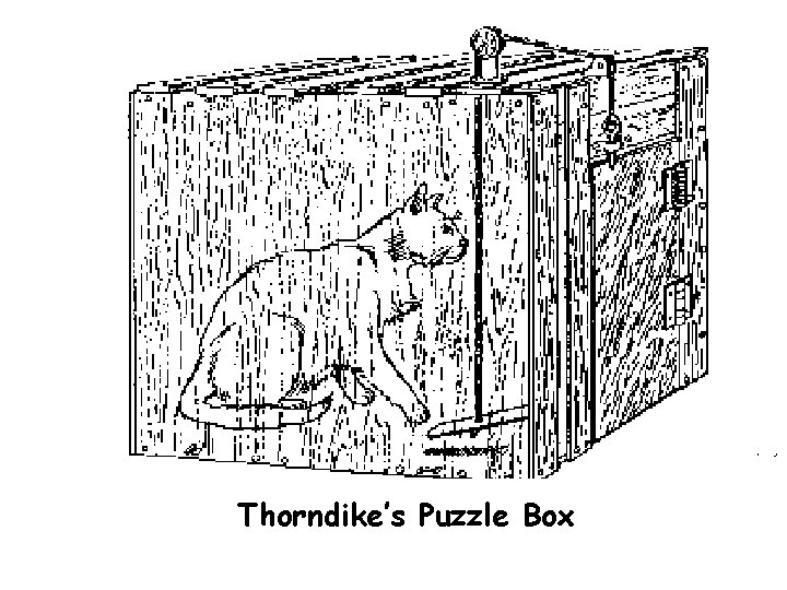 Thorndike’s Puzzle Box 