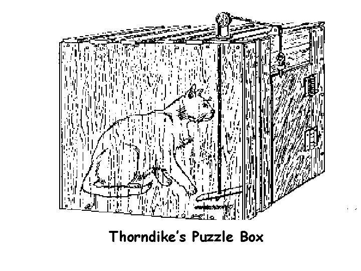 Thorndike’s Puzzle Box 