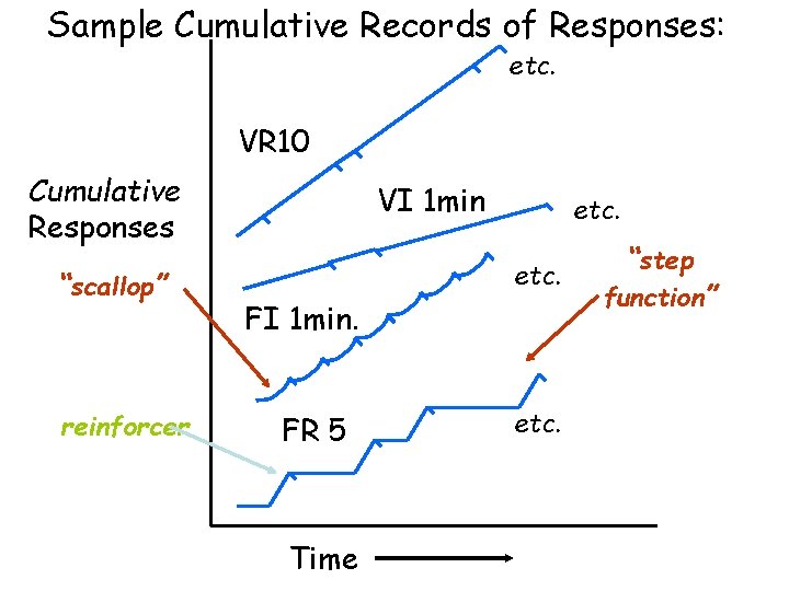 Sample Cumulative Records of Responses: etc. VR 10 Cumulative Responses “scallop” reinforcer VI 1
