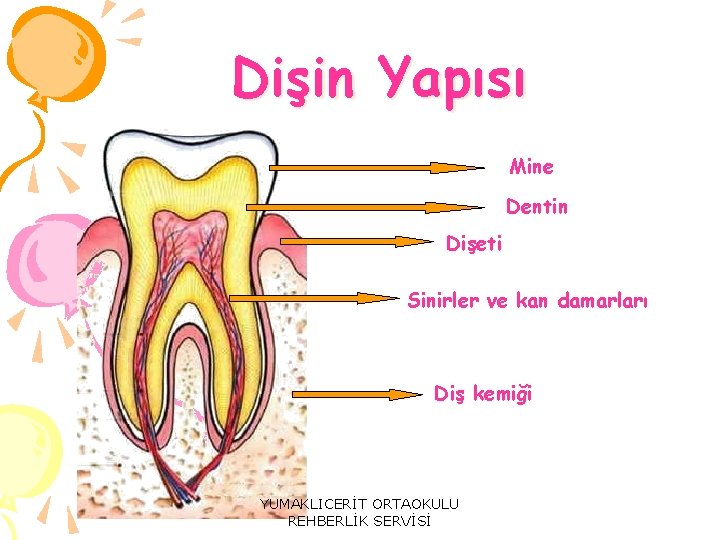 Dişin Yapısı Mine Dentin Dişeti Sinirler ve kan damarları Diş kemiği YUMAKLICERİT ORTAOKULU REHBERLİK