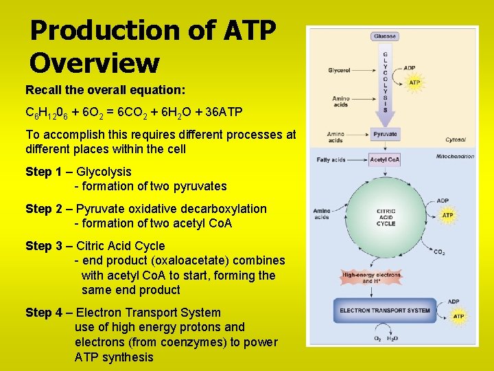 Production of ATP Overview Recall the overall equation: C 6 H 1206 + 6