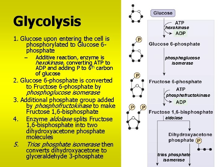 Glycolysis hexokinase 1. Glucose upon entering the cell is phosphorylated to Glucose 6 phosphate
