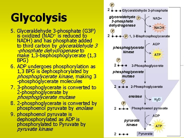 Glycolysis 5. Glyceraldehyde 3 -phosphate (G 3 P) is oxidized (NAD+ is reduced to