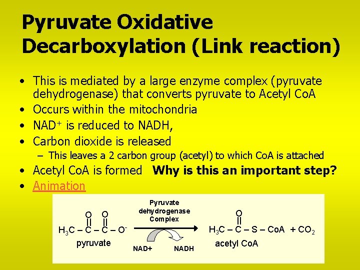 Pyruvate Oxidative Decarboxylation (Link reaction) • This is mediated by a large enzyme complex