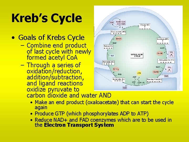 Kreb’s Cycle • Goals of Krebs Cycle – Combine end product of last cycle