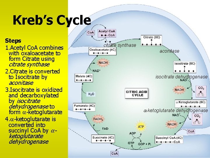 Kreb’s Cycle Steps 1. Acetyl Co. A combines with oxaloacetate to form Citrate using