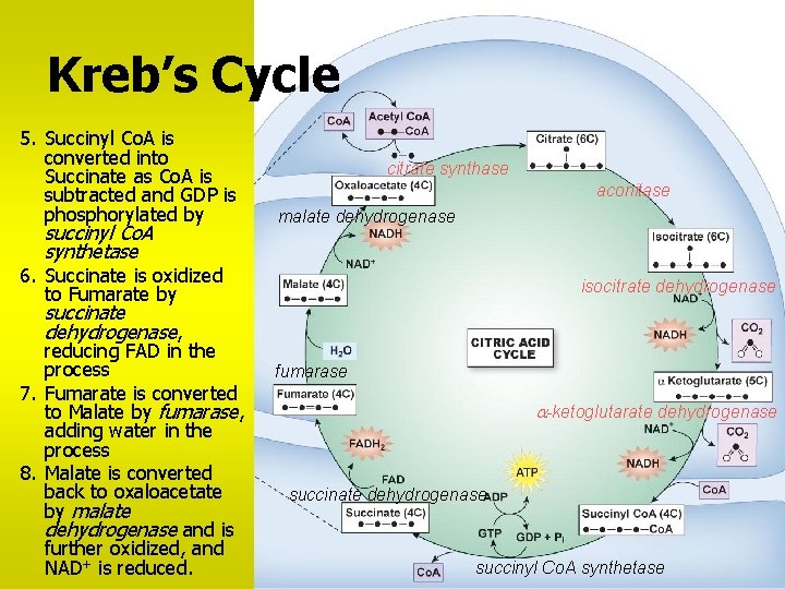 Kreb’s Cycle 5. Succinyl Co. A is converted into Succinate as Co. A is