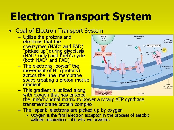 Electron Transport System • Goal of Electron Transport System – Utilize the protons and