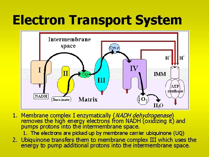 Electron Transport System 1. Membrane complex I enzymatically (NADH dehydrogenase) removes the high energy