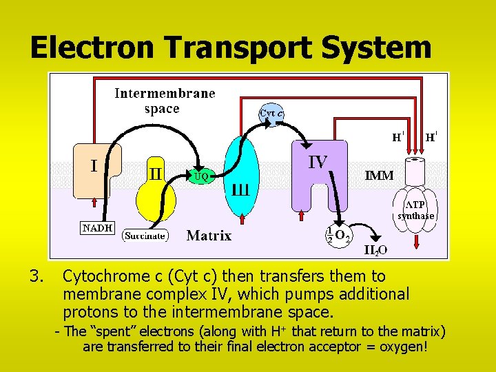 Electron Transport System 3. Cytochrome c (Cyt c) then transfers them to membrane complex