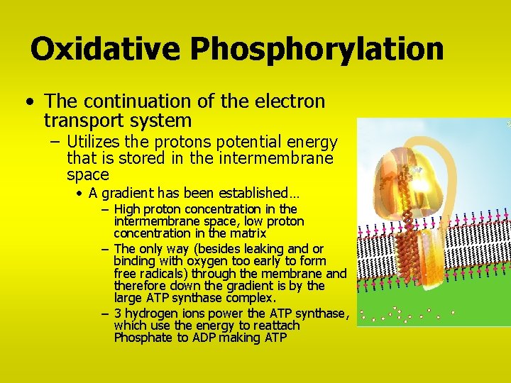 Oxidative Phosphorylation • The continuation of the electron transport system – Utilizes the protons