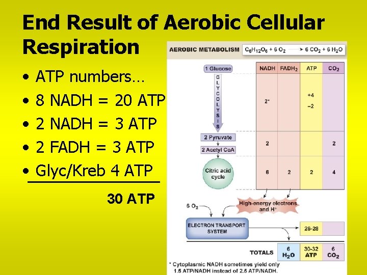 End Result of Aerobic Cellular Respiration • • • ATP numbers… 8 NADH =