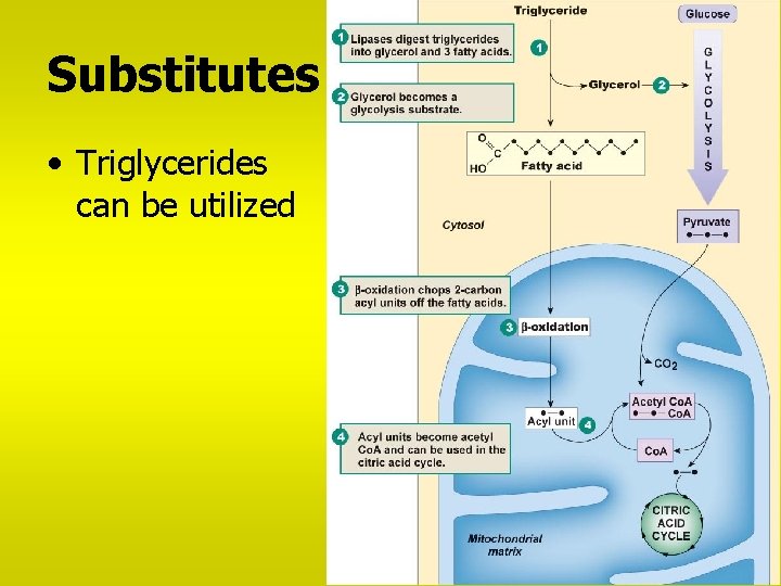 Substitutes • Triglycerides can be utilized 