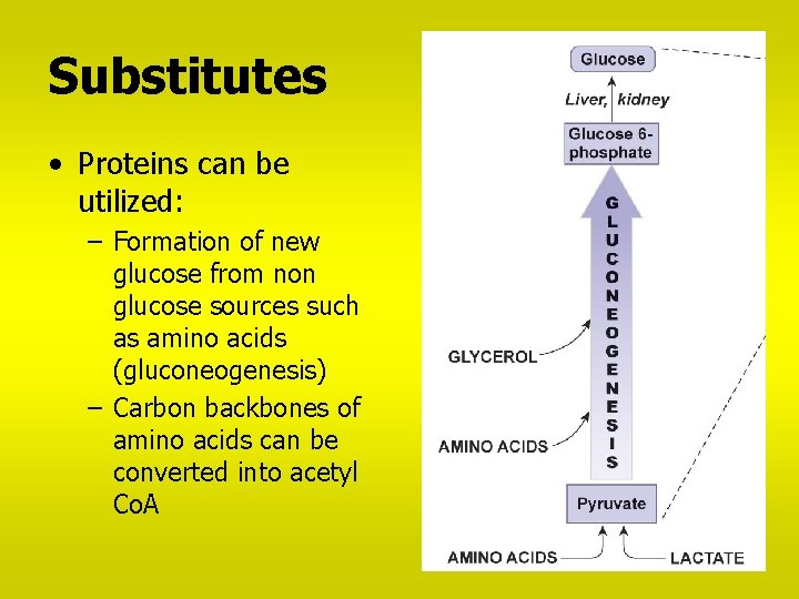 Substitutes • Proteins can be utilized: – Formation of new glucose from non glucose
