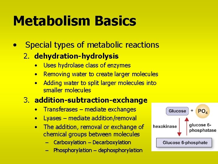 Metabolism Basics • Special types of metabolic reactions 2. dehydration-hydrolysis • • • Uses