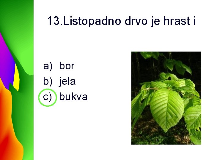 13. Listopadno drvo je hrast i a) bor b) jela c) bukva 