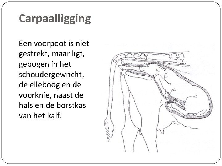 Carpaalligging Een voorpoot is niet gestrekt, maar ligt, gebogen in het schoudergewricht, de elleboog