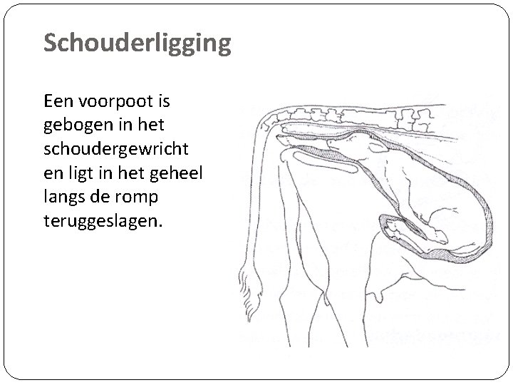 Schouderligging Een voorpoot is gebogen in het schoudergewricht en ligt in het geheel langs