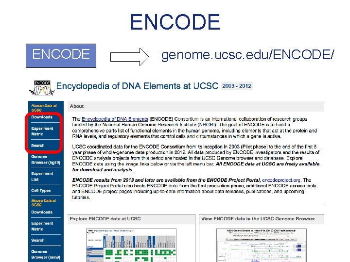 ENCODE genome. ucsc. edu/ENCODE/ 