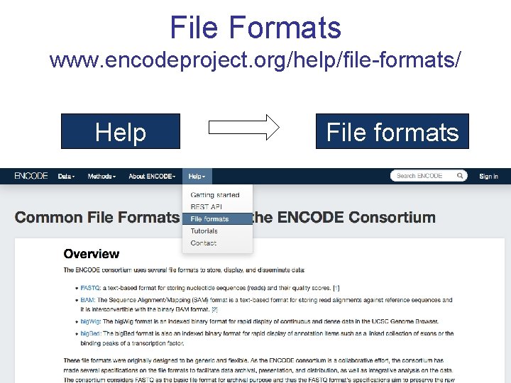File Formats www. encodeproject. org/help/file-formats/ Help File formats 