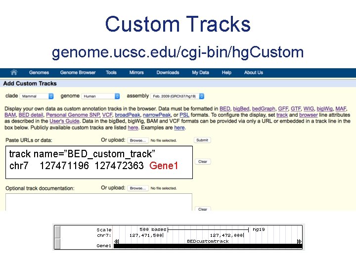 Custom Tracks genome. ucsc. edu/cgi-bin/hg. Custom track name=”BED_custom_track” chr 7 127471196 127472363 Gene 1