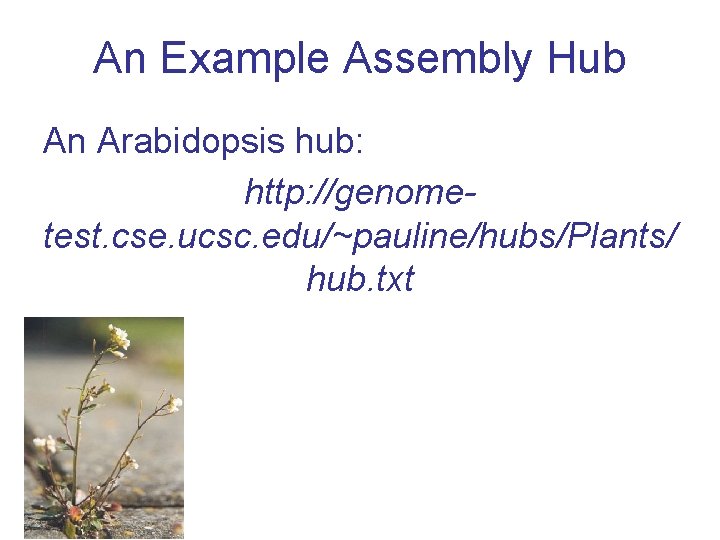 An Example Assembly Hub An Arabidopsis hub: http: //genometest. cse. ucsc. edu/~pauline/hubs/Plants/ hub. txt
