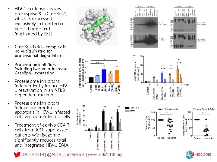  • HIV-1 protease cleaves procaspase 8 Casp 8 p 41, which is expressed