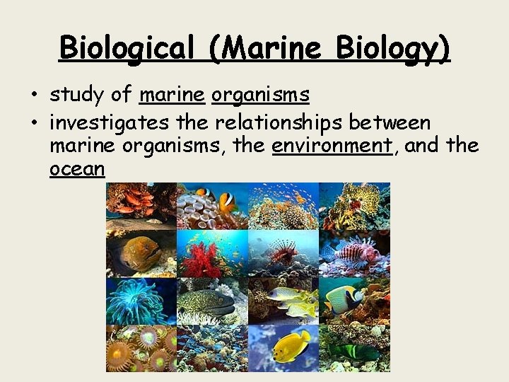 Biological (Marine Biology) • study of marine organisms • investigates the relationships between marine