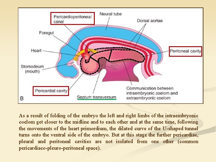 As a result of folding of the embryo the left and right limbs of