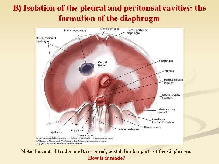 B) Isolation of the pleural and peritoneal cavities: the formation of the diaphragm Note