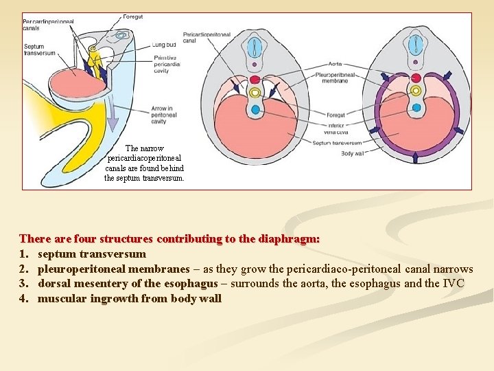 The narrow pericardiacoperitoneal canals are found behind the septum transversum. There are four structures