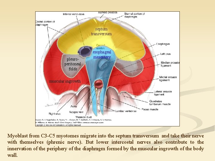 septum transversum pleuroperitoneal folds esophageal mesentery muscular ingrowth Myoblast from C 3 -C 5