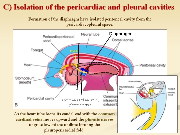 C) Isolation of the pericardiac and pleural cavities Formation of the diaphragm have isolated