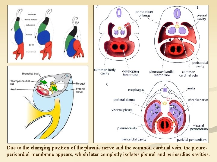 Due to the changing position of the phrenic nerve and the common cardinal vein,