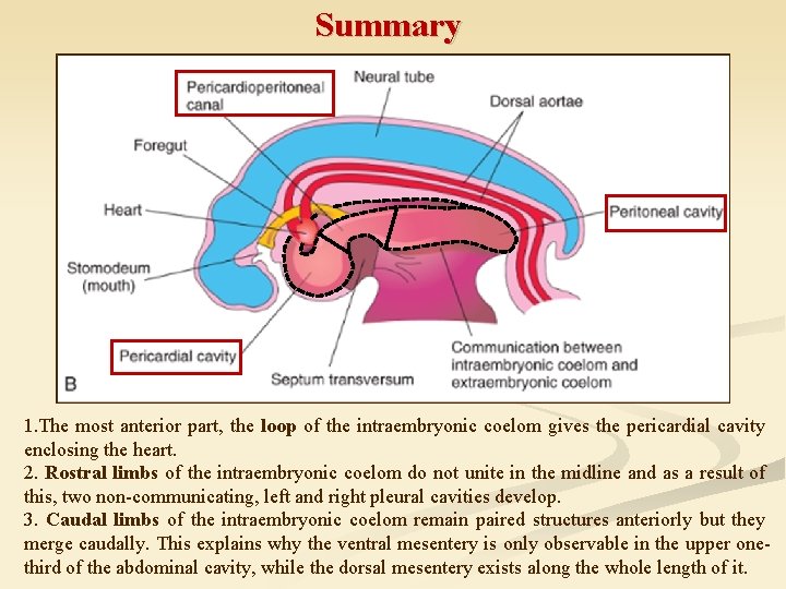 Summary 1. The most anterior part, the loop of the intraembryonic coelom gives the