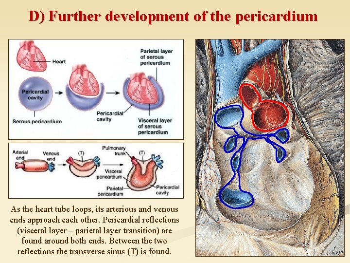 D) Further development of the pericardium As the heart tube loops, its arterious and