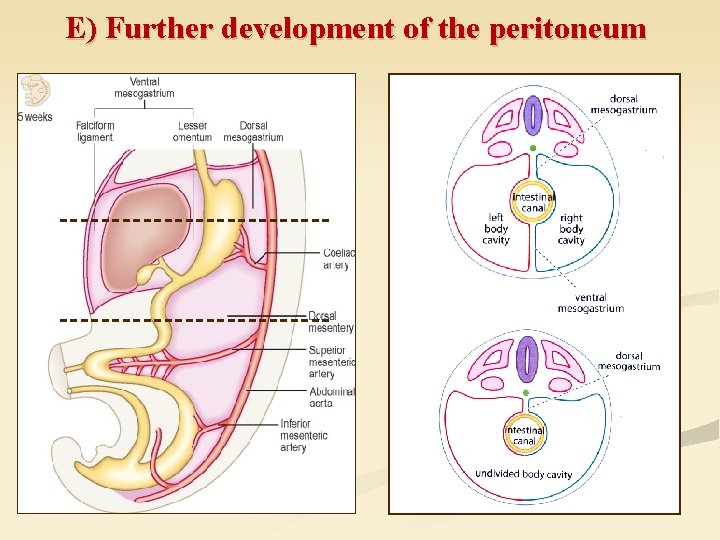 E) Further development of the peritoneum 