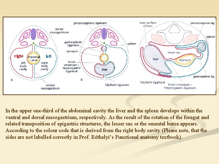 right left In the upper one-third of the abdominal cavity the liver and the