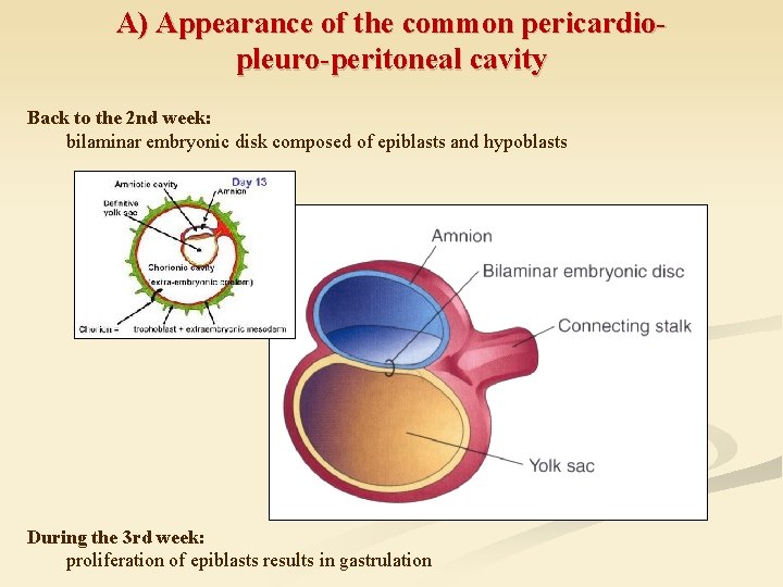 A) Appearance of the common pericardiopleuro-peritoneal cavity Back to the 2 nd week: bilaminar