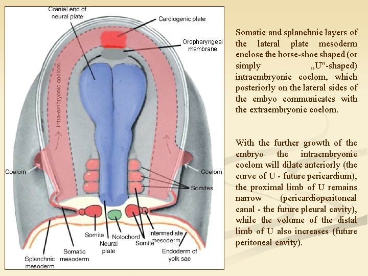 Oropharyngeal membrane Somatic and splanchnic layers of the lateral plate mesoderm enclose the horse-shoe