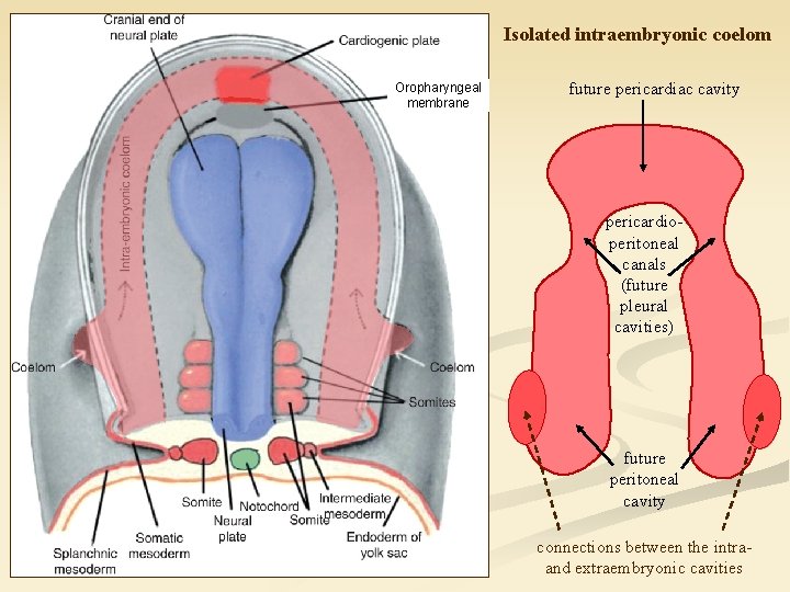 Isolated intraembryonic coelom Oropharyngeal membrane future pericardiac cavity pericardioperitoneal canals (future pleural cavities) future