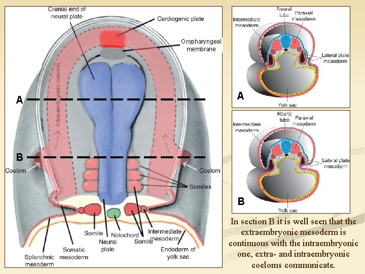 Oropharyngeal membrane A A B B In section B it is well seen that