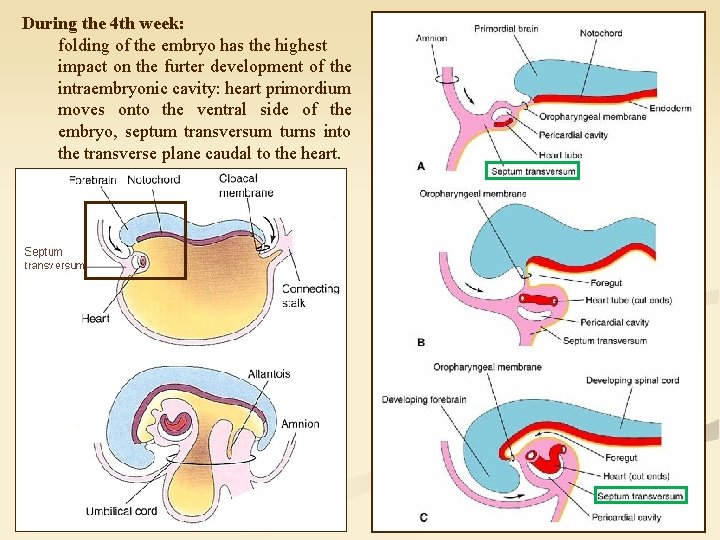 During the 4 th week: folding of the embryo has the highest impact on