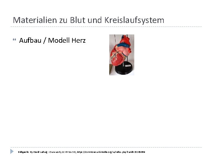 Materialien zu Blut und Kreislaufsystem Aufbau / Modell Herz Bildquelle: By David Ludwig -
