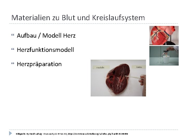 Materialien zu Blut und Kreislaufsystem Aufbau / Modell Herzfunktionsmodell Herzpräparation Bildquelle: By David Ludwig