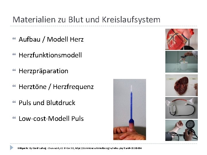 Materialien zu Blut und Kreislaufsystem Aufbau / Modell Herzfunktionsmodell Herzpräparation Herztöne / Herzfrequenz Puls