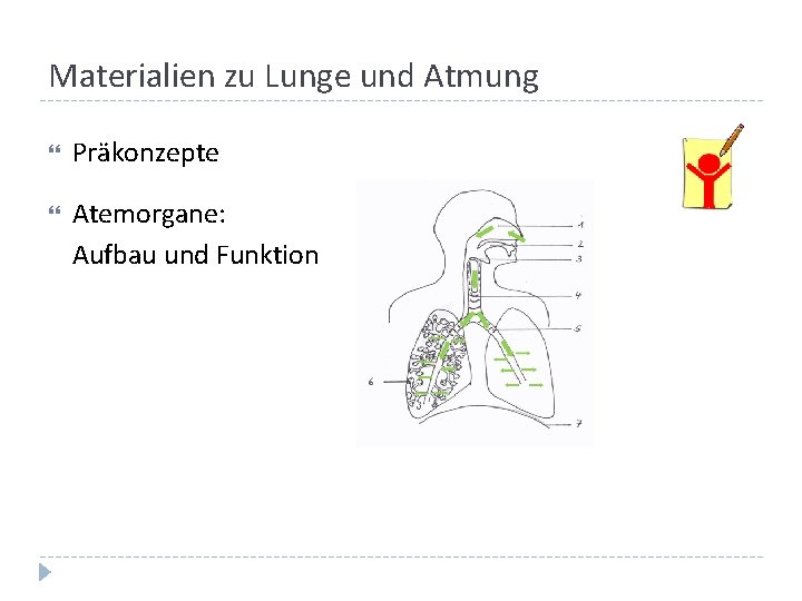 Materialien zu Lunge und Atmung Präkonzepte Atemorgane: Aufbau und Funktion Materialien zu Lunge und Atmung Präkonzepte Atemorgane: Aufbau und Funktion