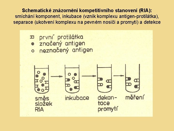 Schematické znázornění kompetitivního stanovení (RIA): smíchání komponent, inkubace (vznik komplexu antigen-protilátka), separace (ukotvení komplexu