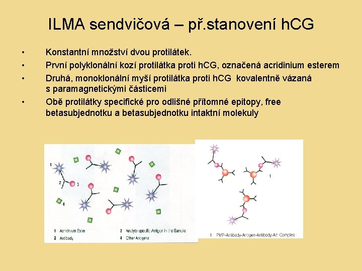 ILMA sendvičová – př. stanovení h. CG • • Konstantní množství dvou protilátek. První